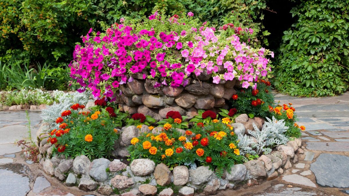 a round flower bed made of rocks, petunias and marigolds. 
