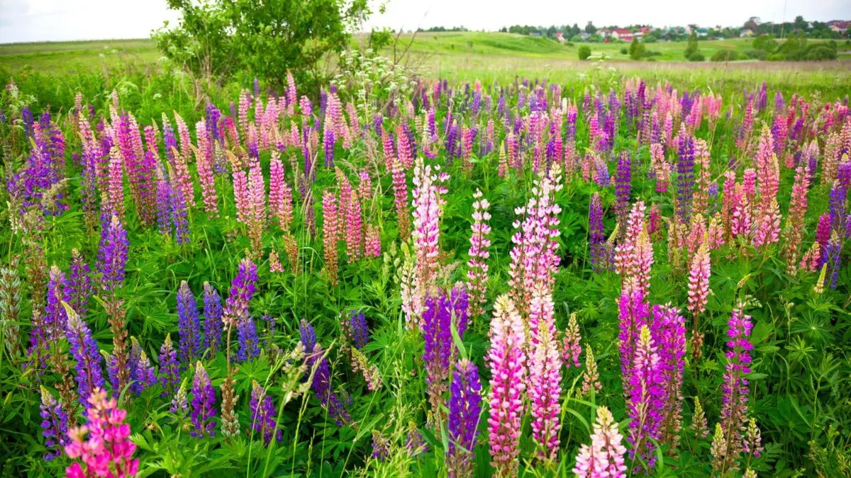 a field of pink and purple lupine flowers.