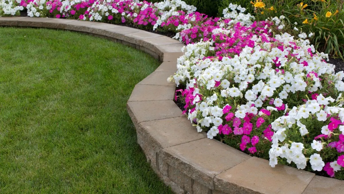 pink and white petunias behind a cement border. 