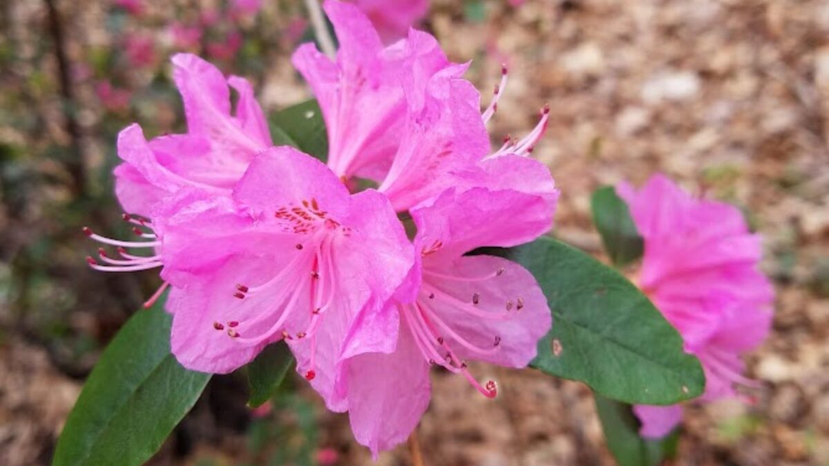 bright pink azalea flowers.