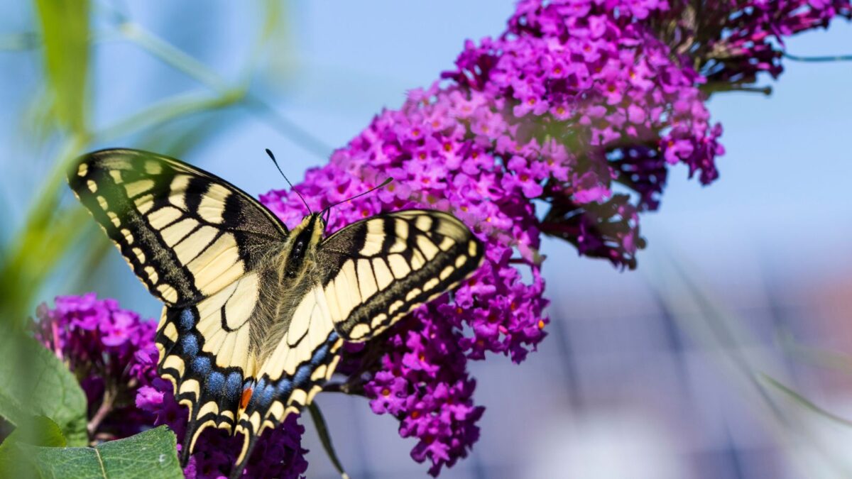 pink butterfly bush flowers with a butterfly resting on it. 