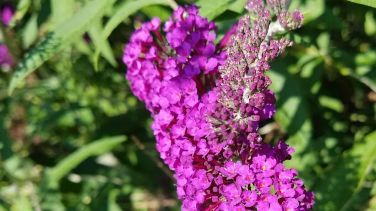 pink butterfly bush.