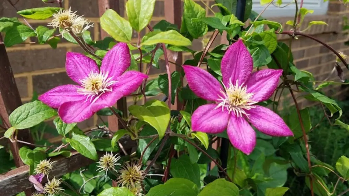 pink clematis flowers.