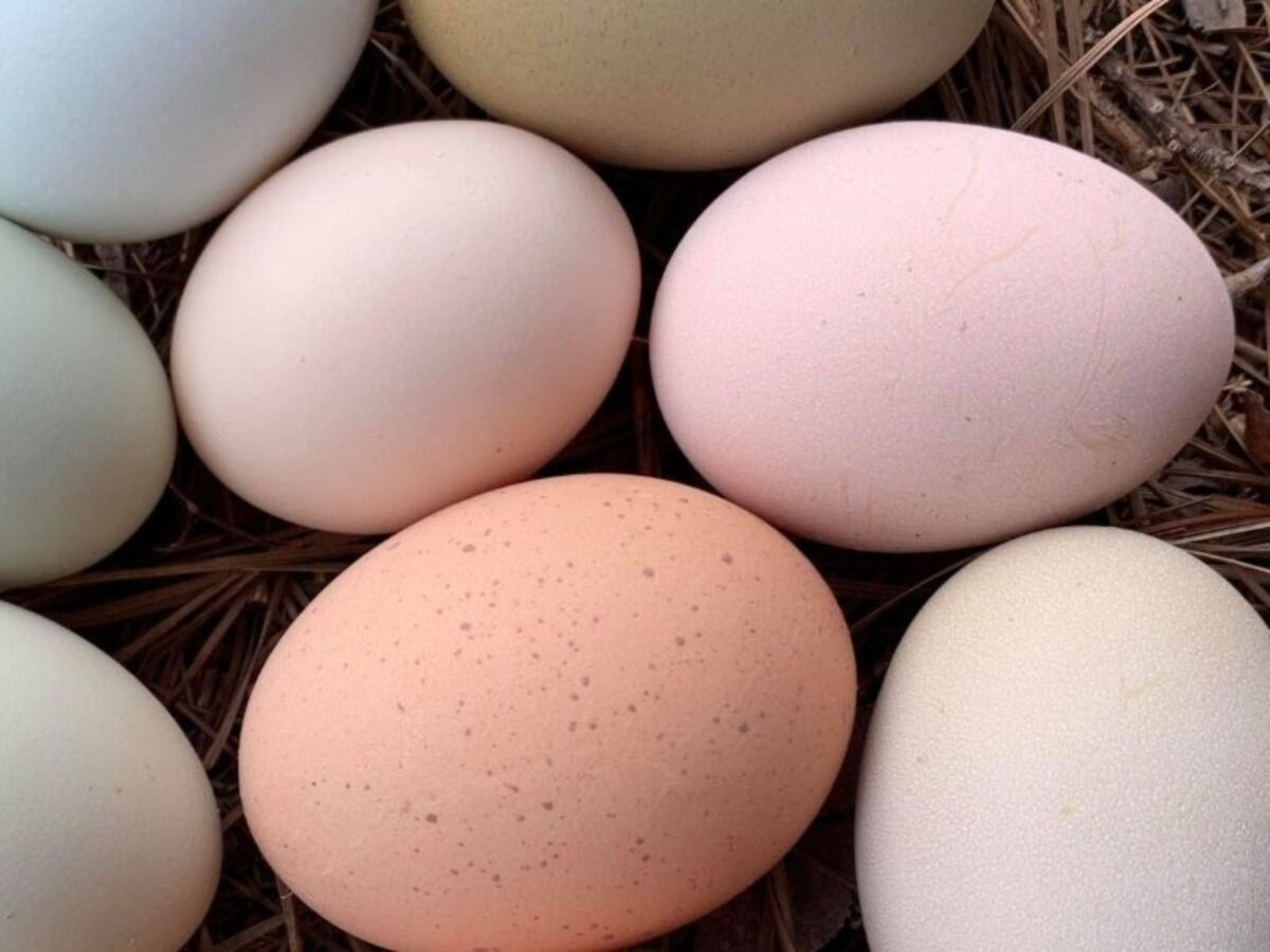 Pink and light brown with speckles eggs. 
