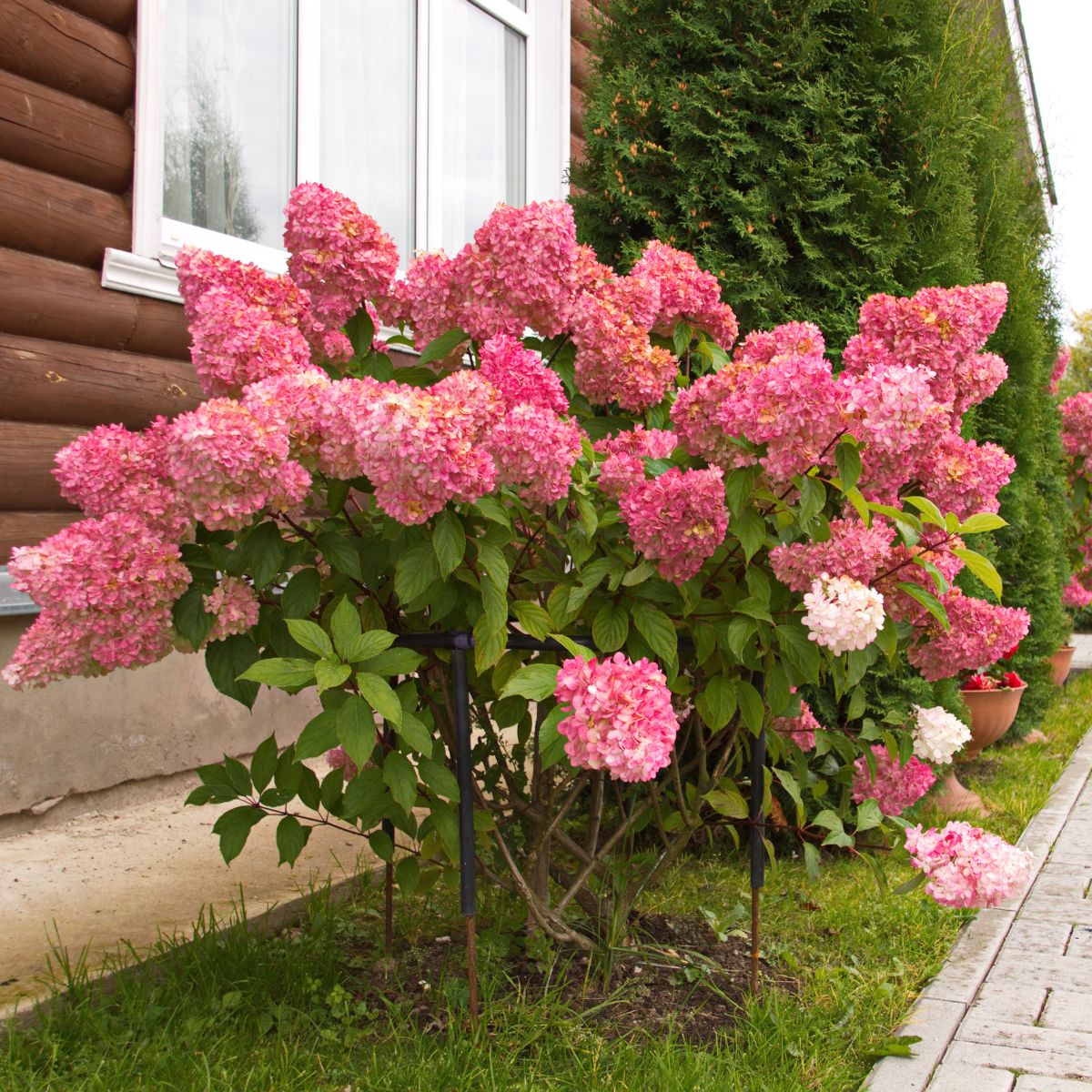 pink hydrangea tree.