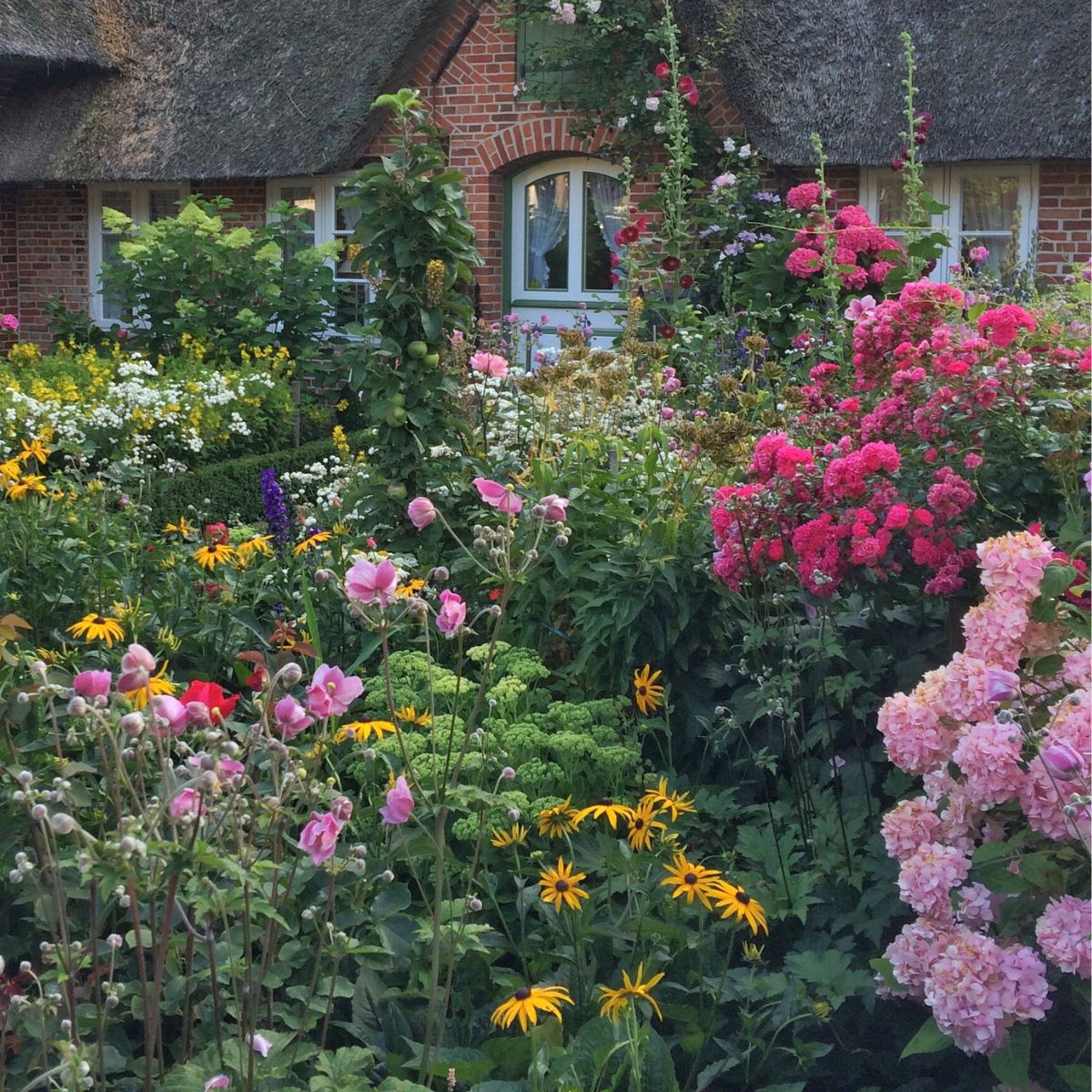 pink hydrangea flowers in a cottage garden.