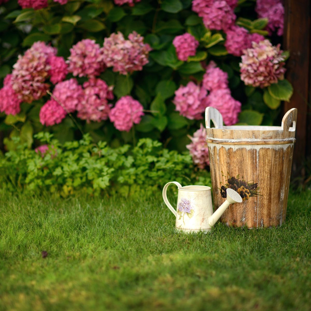a watering canister and a wooden basket in front of a pink hydrangea shrub.