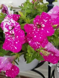 bright pink petunia flowers with white speckles.