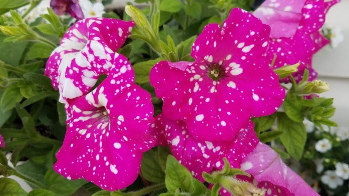 bright pink petunias with white speckles. 