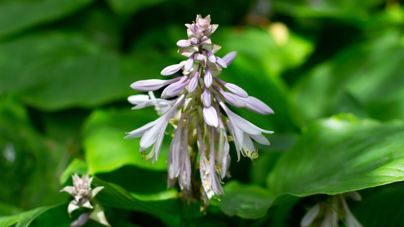 plantain lily flowers.