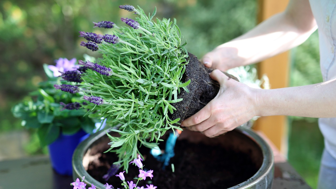 Floral composition.Female plants in pot plants forming a beautiful composition flower