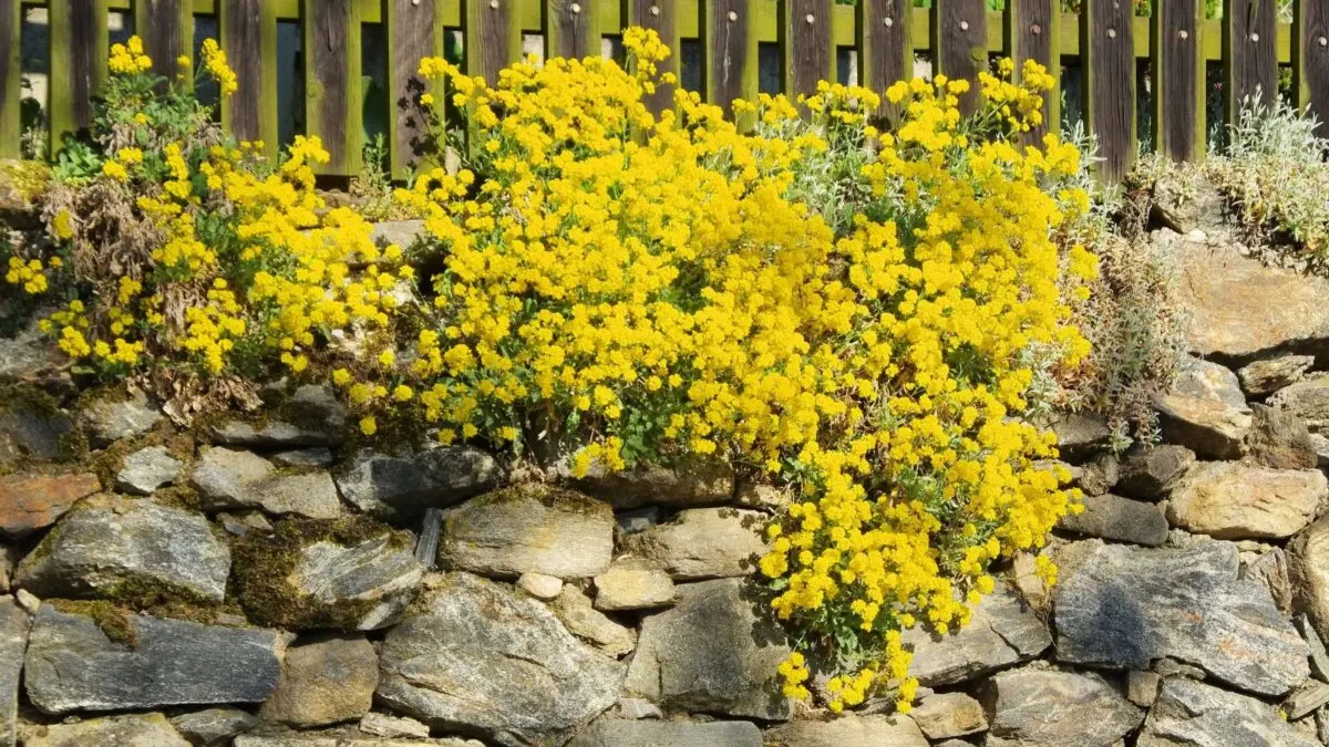 pot of gold flowers spilling over a rock wall.