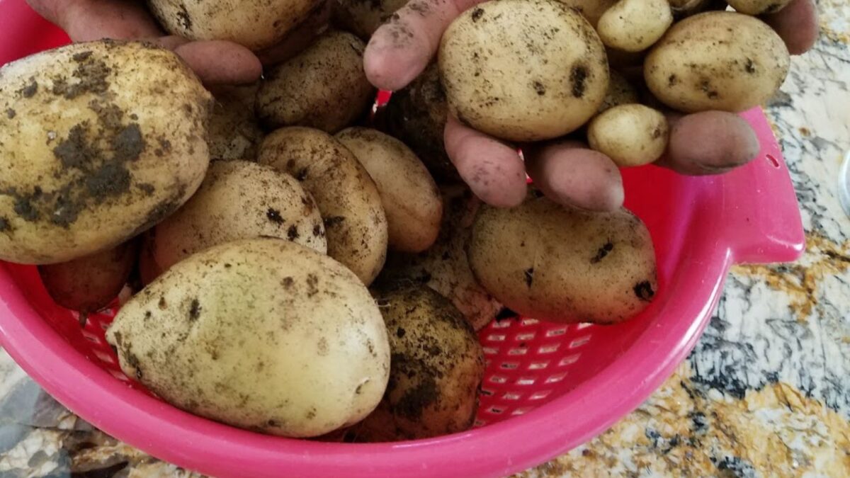 man's hands dropping freshly picked potatoes into a plastic container.