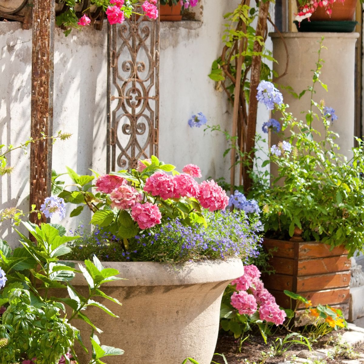potted hydrangeas next to a building wall.