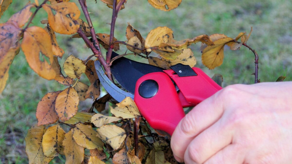pruning a rose shrub with red garden scissors. 