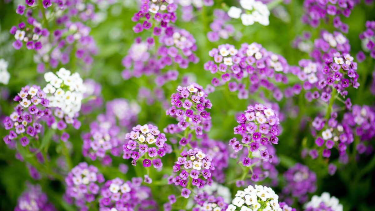 purple and white sweet alyssum flowers.