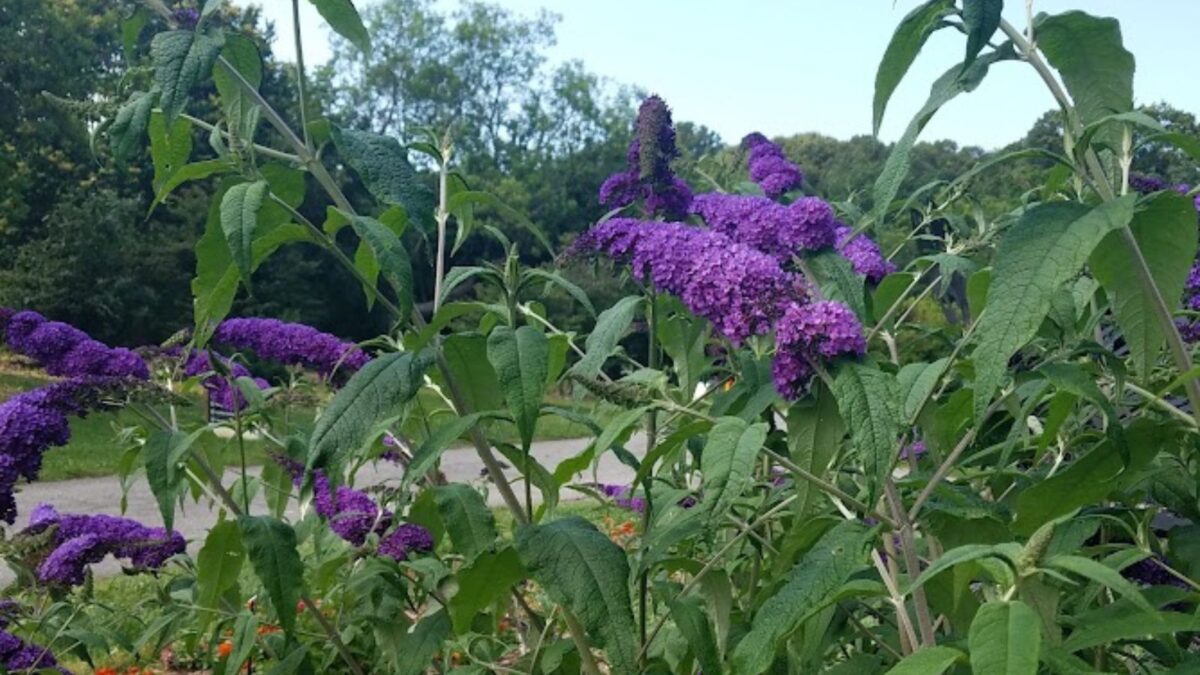 purple butterfly bush.