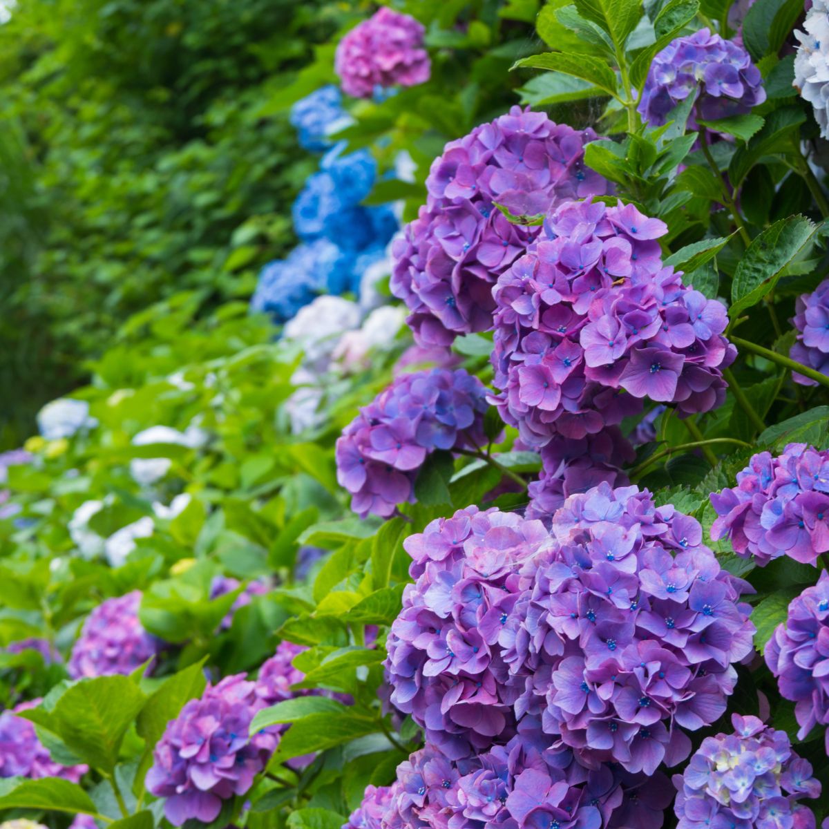 purple hydrangea flowers.