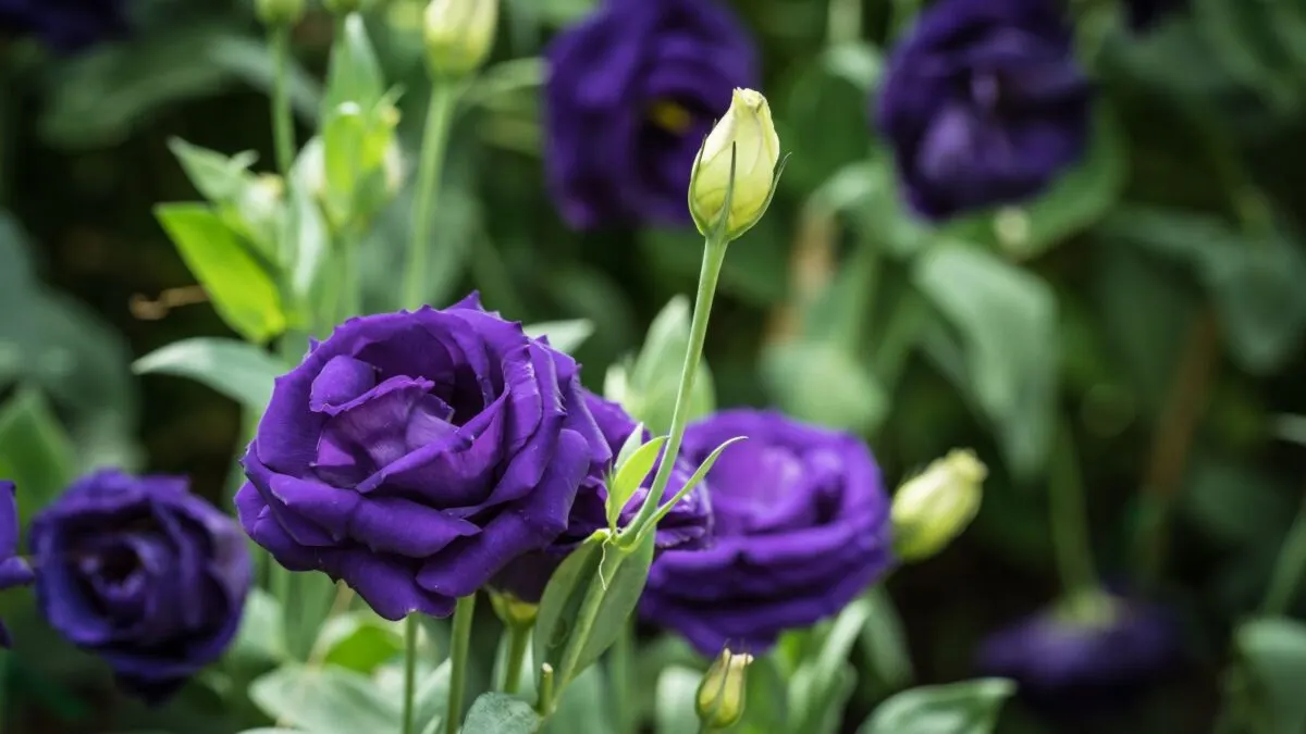 purple lisianthus flowers with buds. 