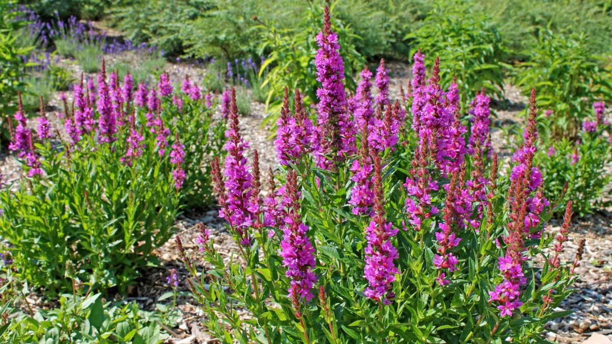 purple loosestrife flowers.