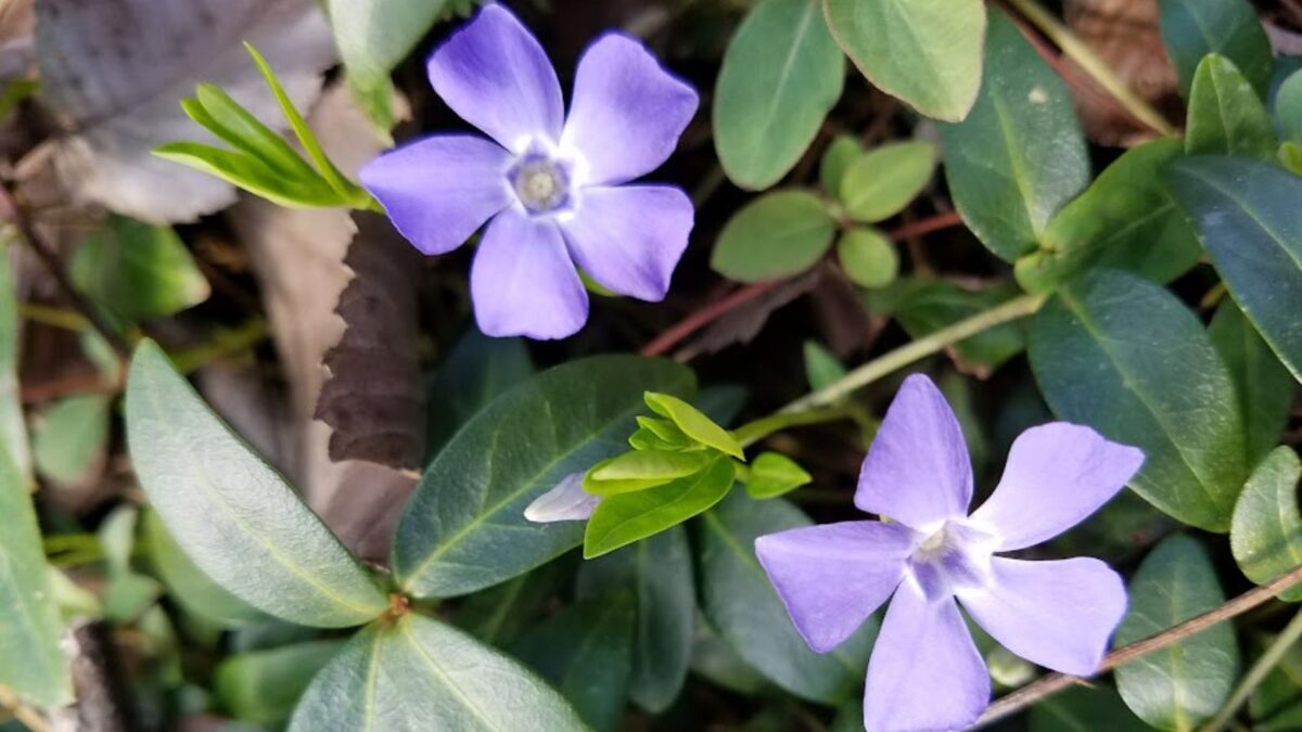 purple periwinkle flowers.