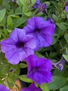 purple petunia flowers.