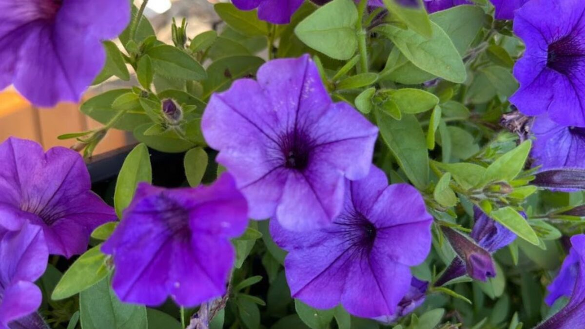 purple petunia flowers.