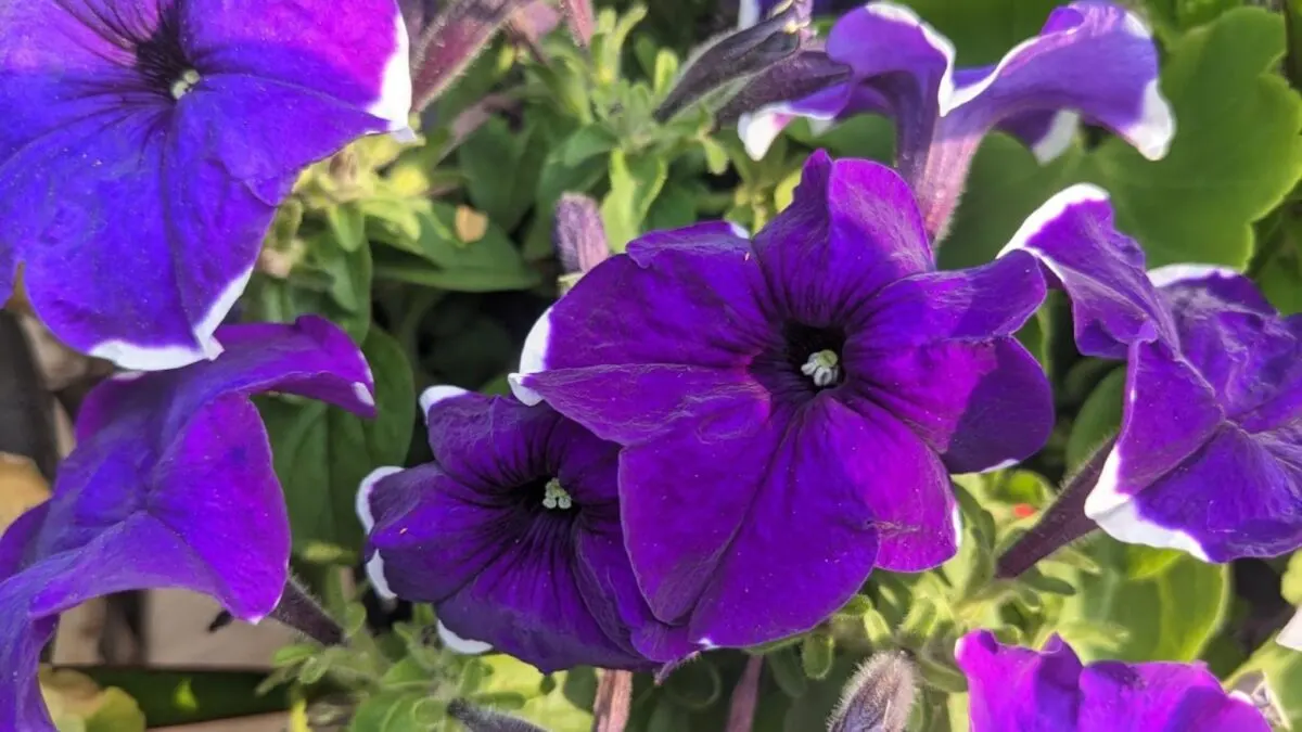 white-tipped purple petunias.