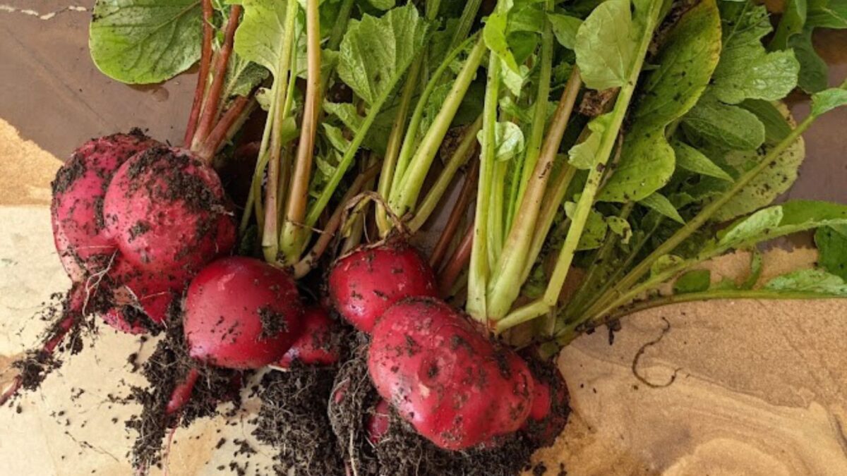 freshly picked radishes.