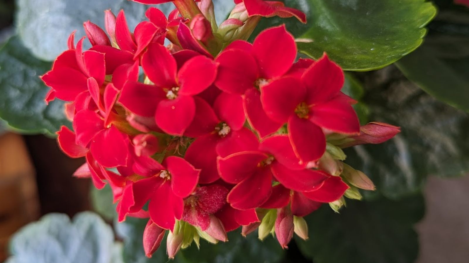 red Kalanchoe Blossfeldiana flowers.