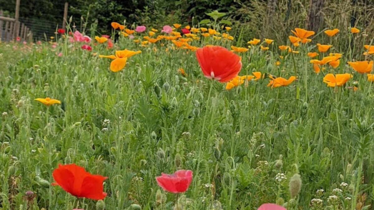 red and orange poppies.