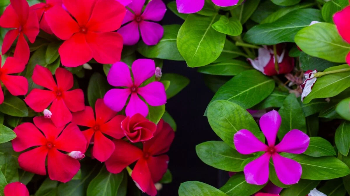 red and pink vinca flowers.