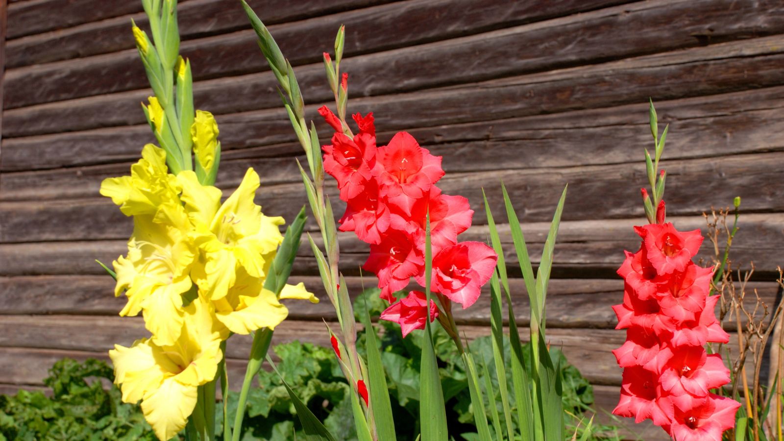 red and yellow gladiolus flowers. 