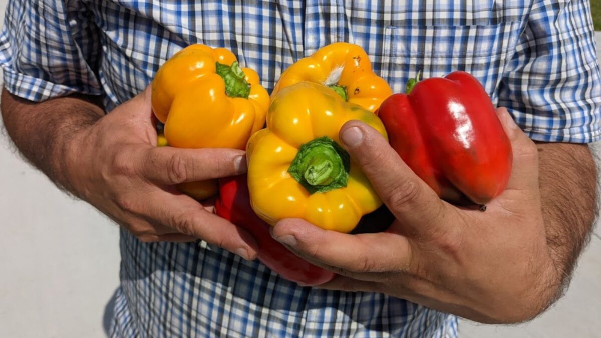 a man with an armful or red and yellow peppers.
