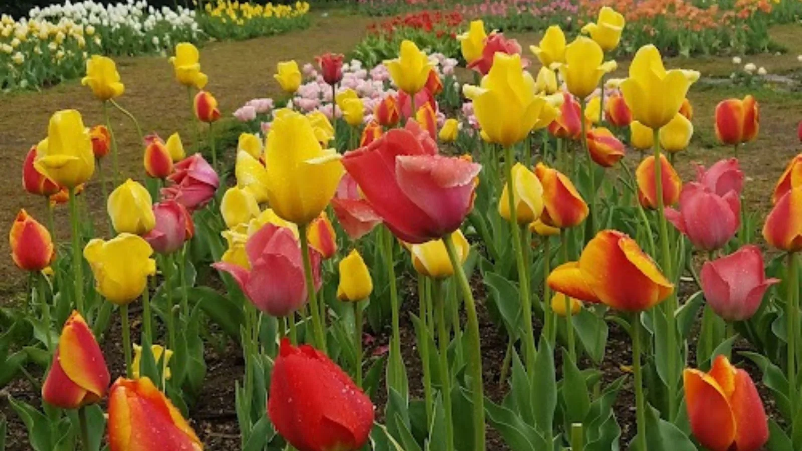 red and yellow tulips. 