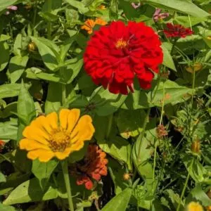 red and yellow zinnia flowers.