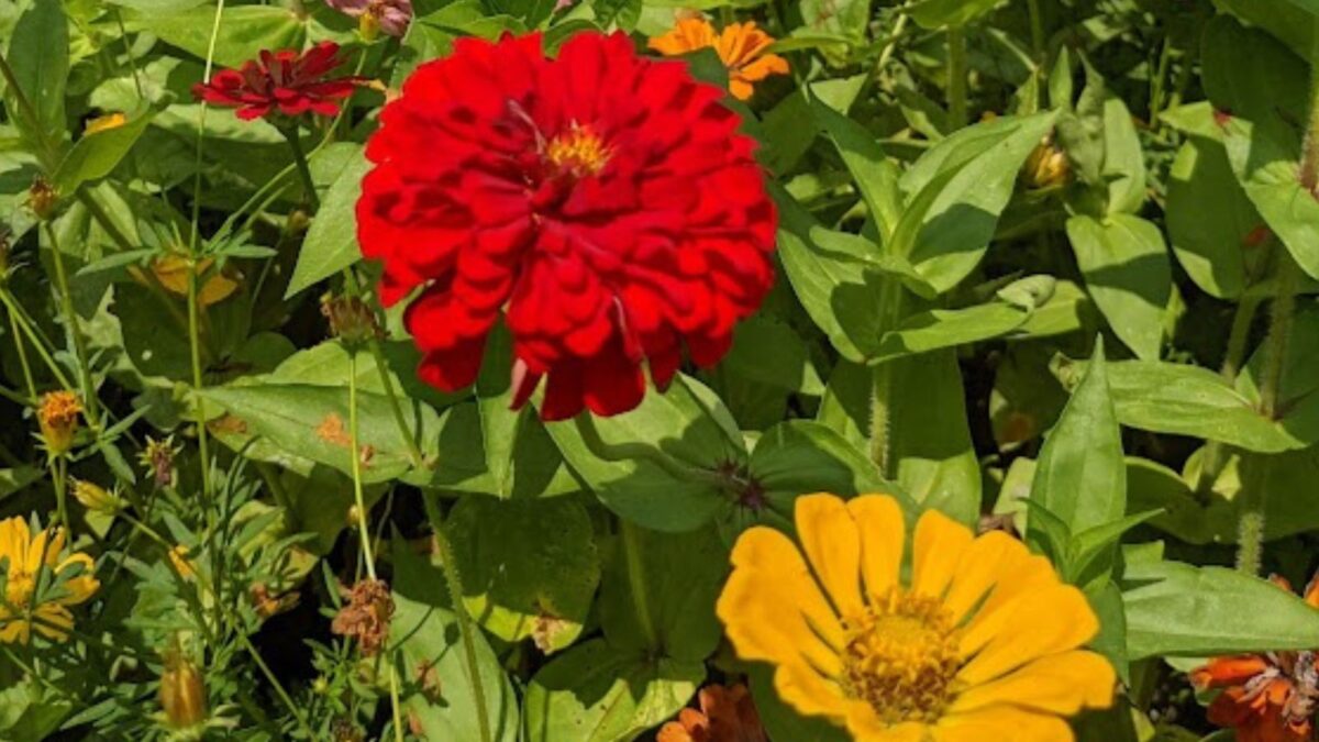red and yellow zinnia flowers. 