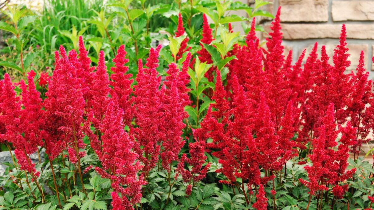 red astilbe flowers.