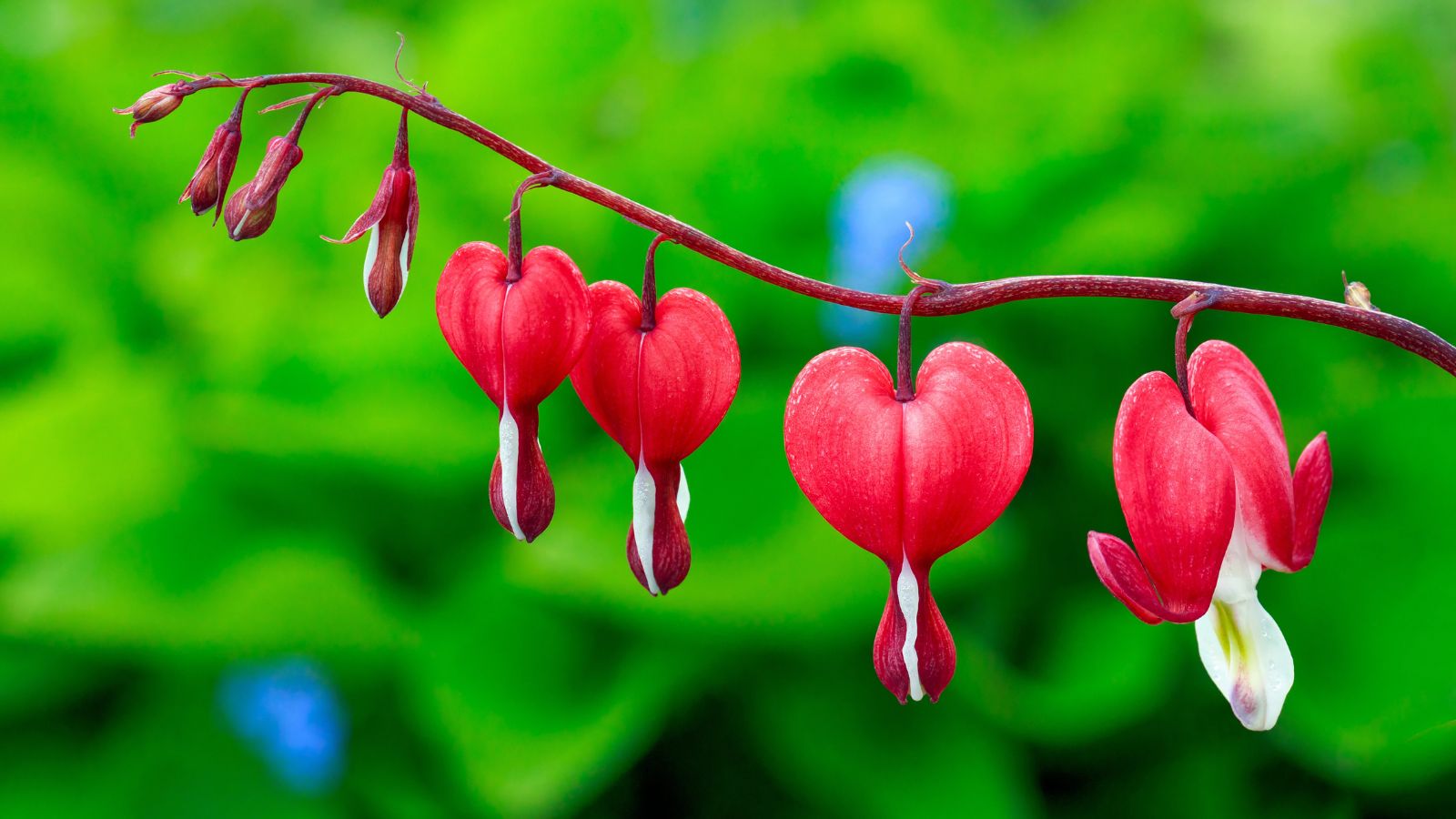 red bleeding heart blooms.