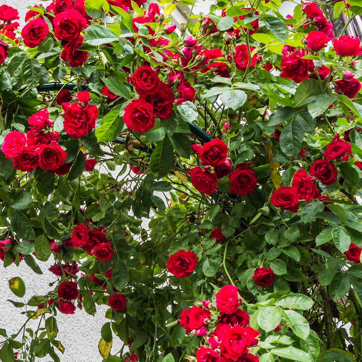 red climbing roses.