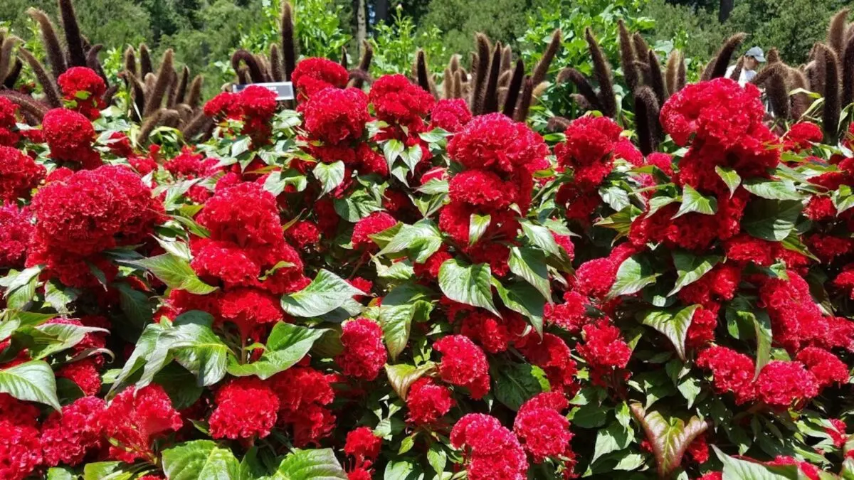a mass of red cockscomb flowers. 