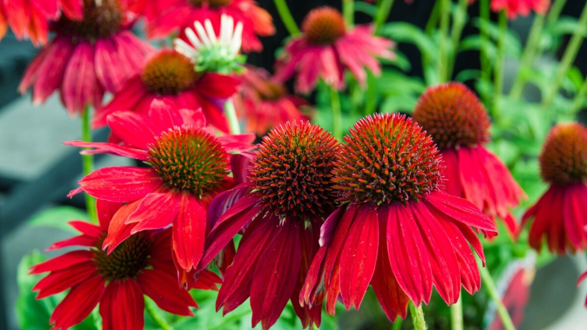 red conelfowers.