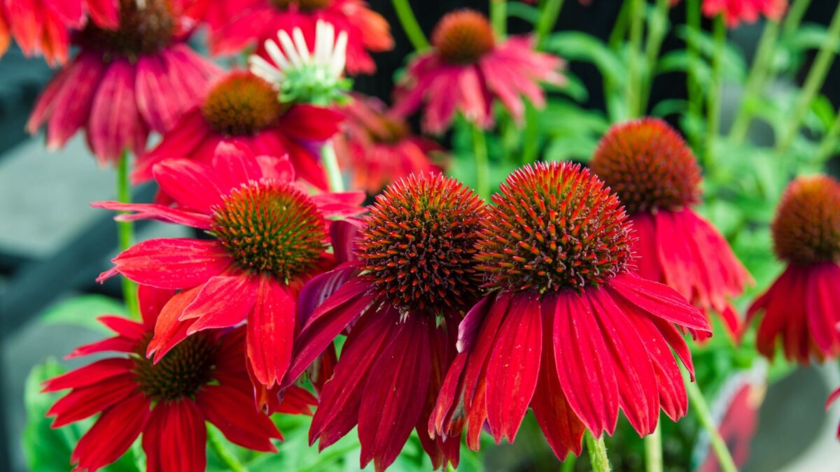 red conelfowers. 