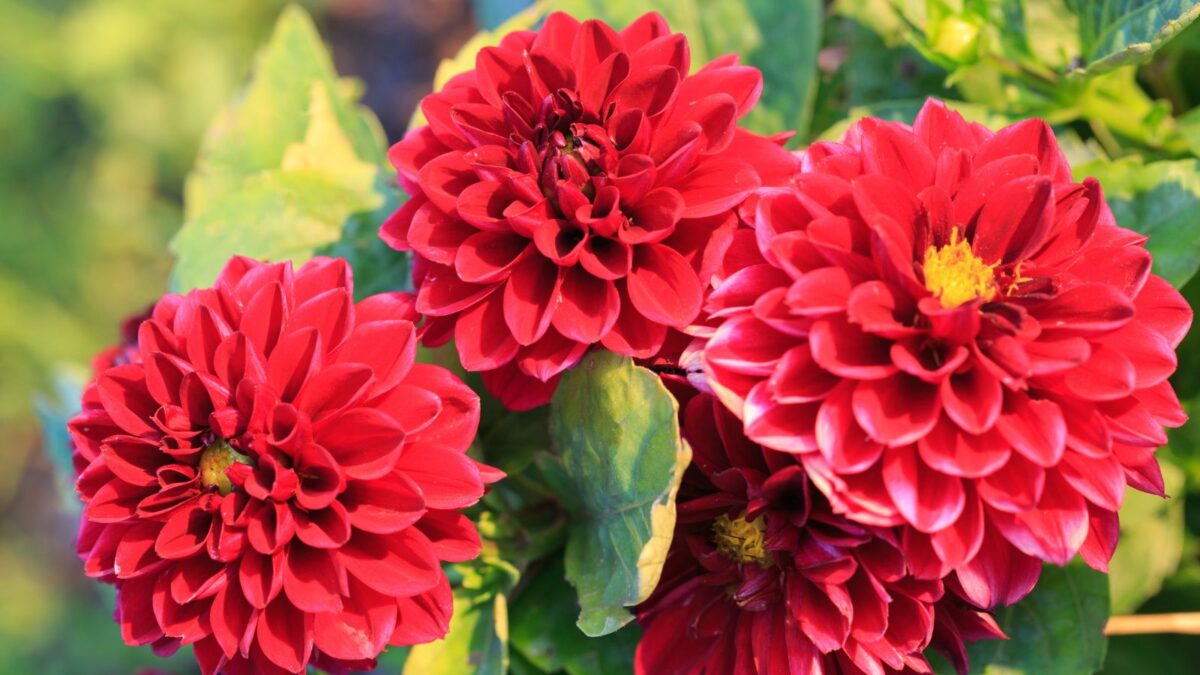 three red dahlia flowers.