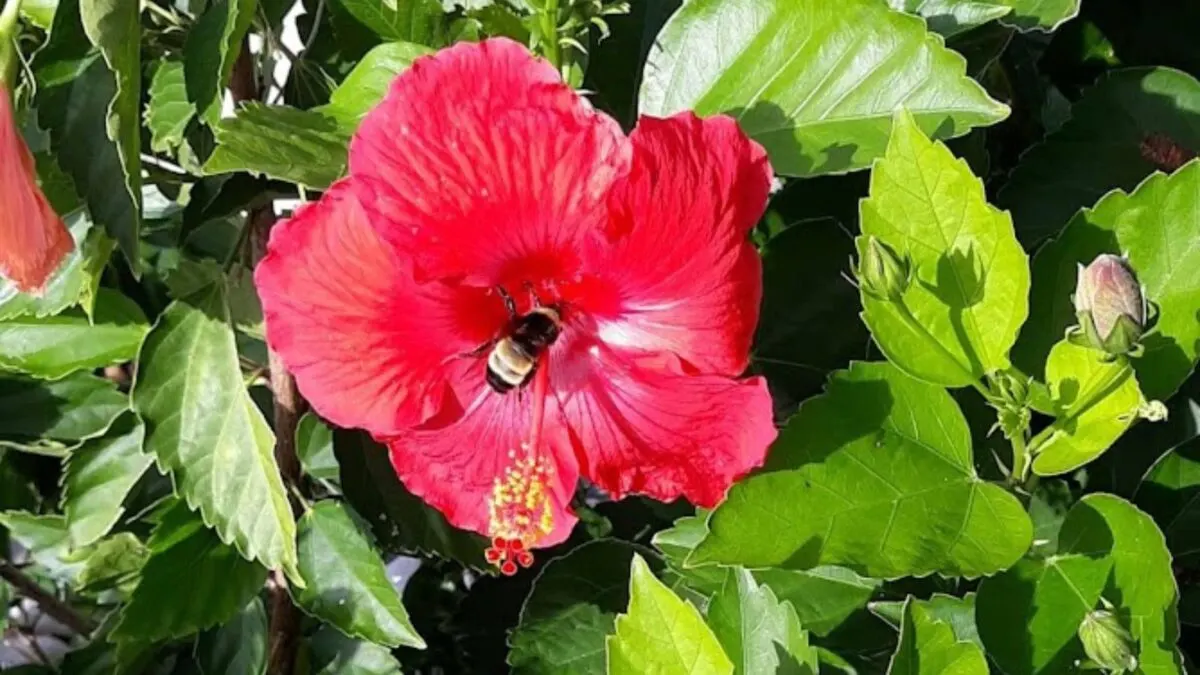 a bee in a red hibiscus flower. 