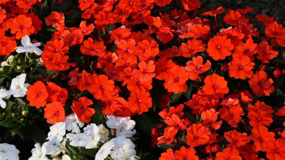 mass of red impatiens flowers next to pure white impatiens. 