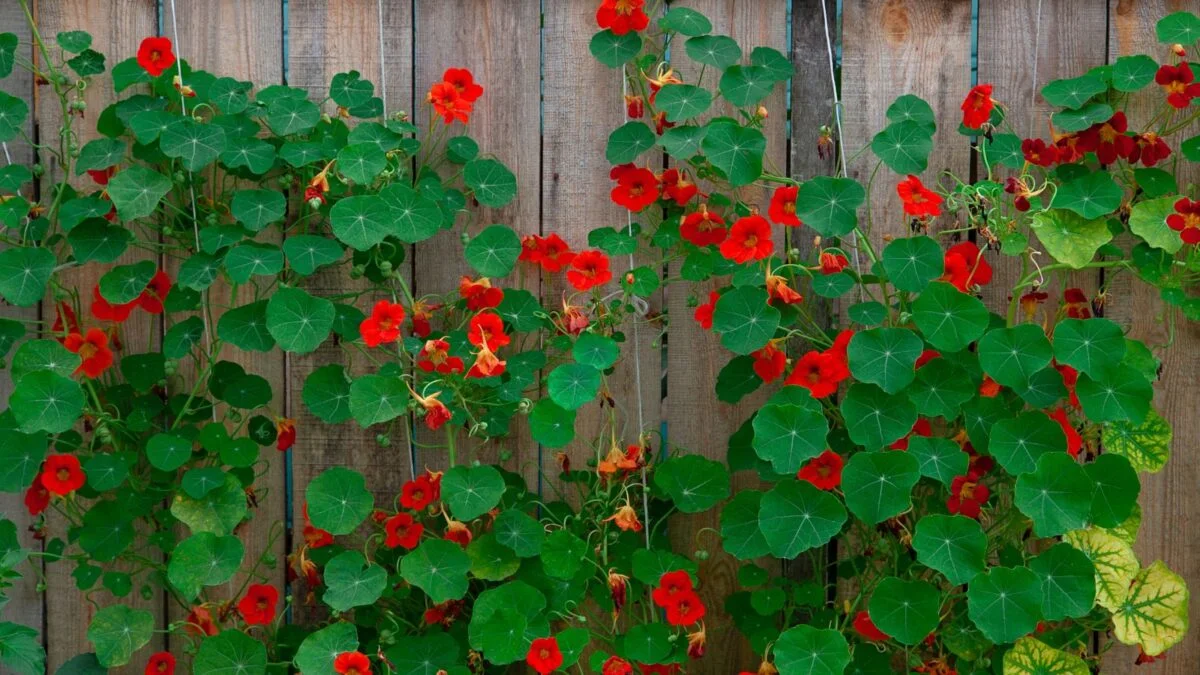 nasturtium with red flowers climbing up a wooden fence.