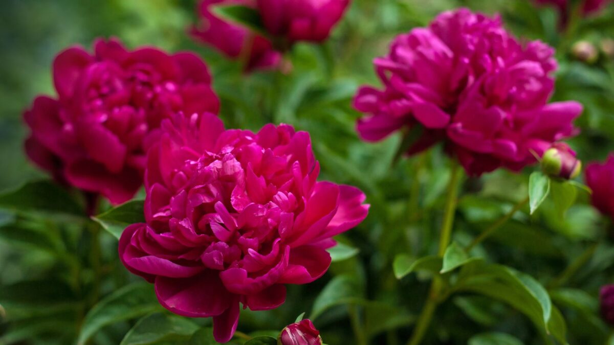 red peonies. 