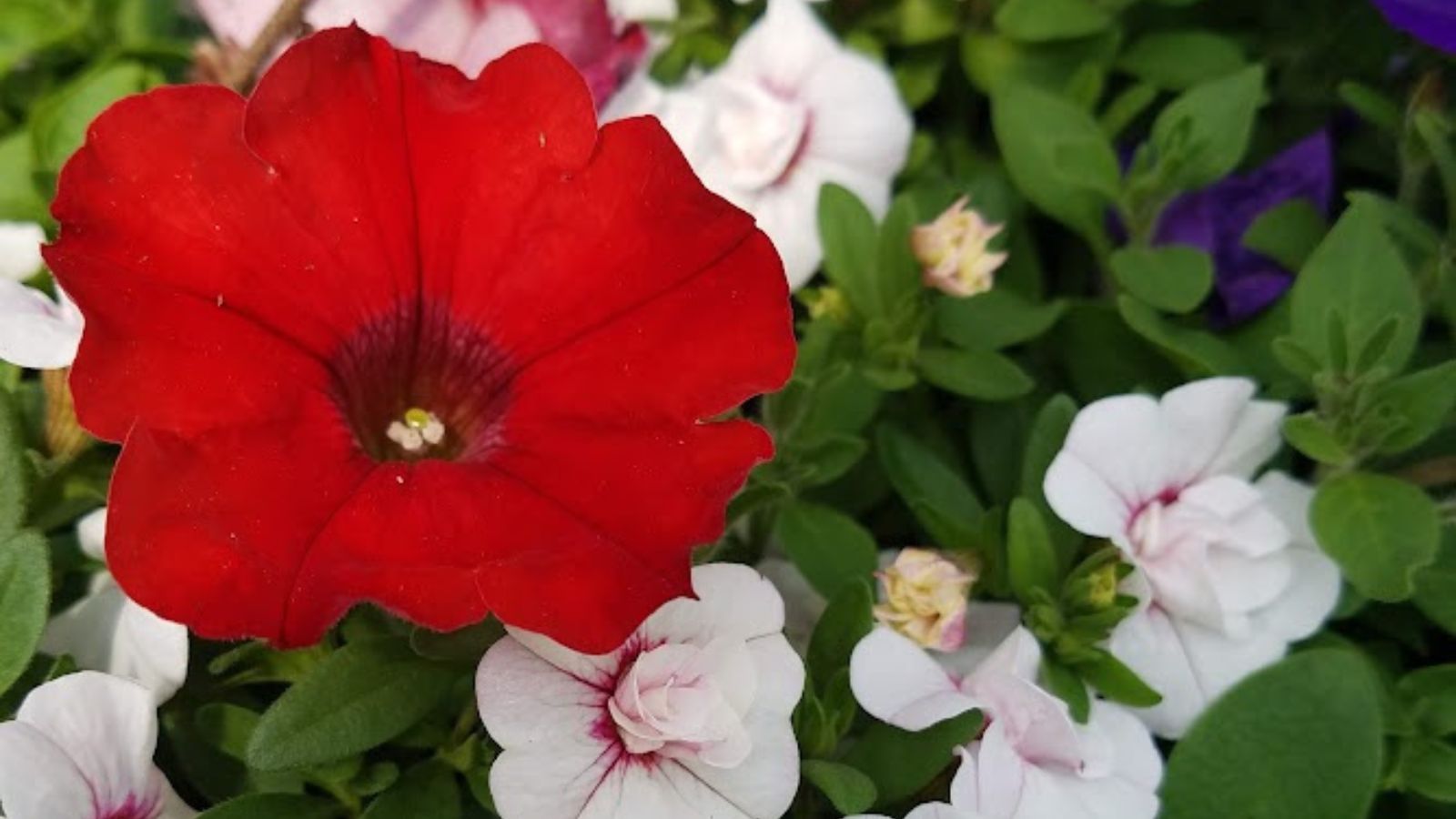 red petunia surrounded by white flowers. 