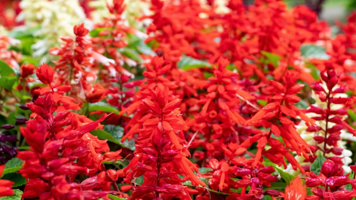 red salvia in bloom. 